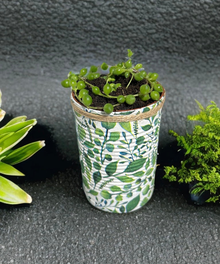 Nature Eucalyptus Leaf Grow Your Own Gift Set