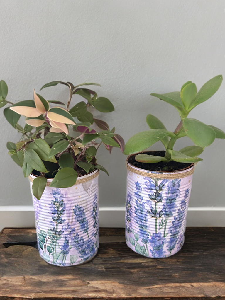 Lavendel Blumen Kräutergarten Anzucht-Geschenkset