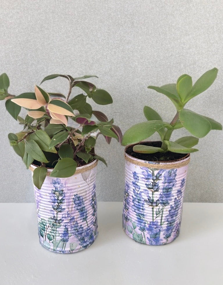Lavender Floral Grow Your Own Herb Garden Gift Set