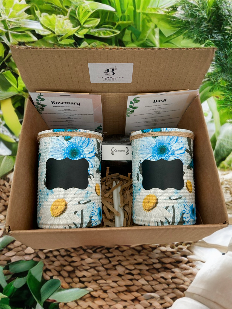 Large African Daisy Grow Your Own Herbs Gift Set