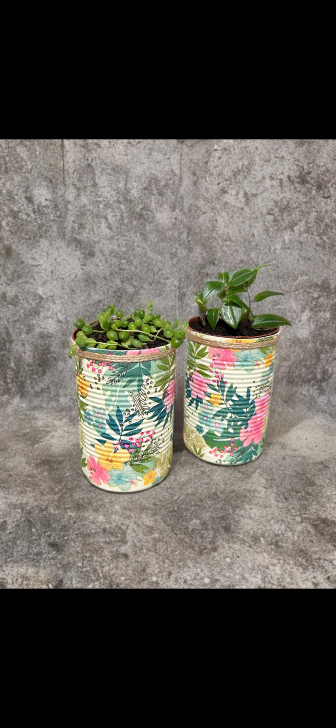 Hawaiian Tropical Grow Your Own Herbs Gift Set