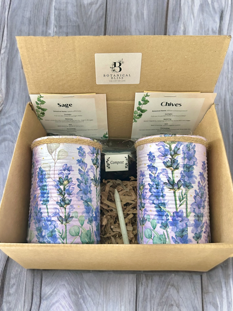 Lavendel Blumen Kräutergarten Anzucht-Geschenkset