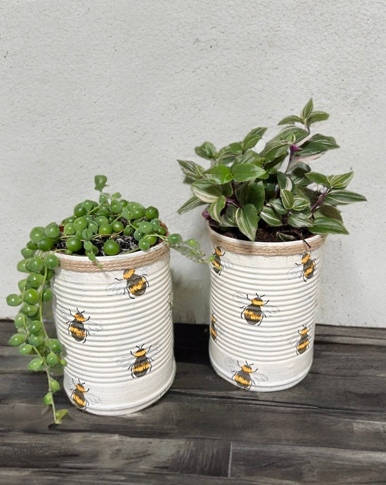 Honey Bee Rustic Grow Your Own Gift Set