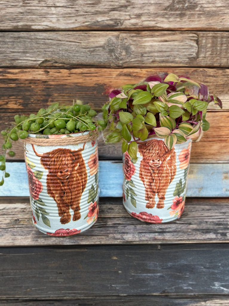 Highland Cow Grow Your Own Herb Garden Gift Set