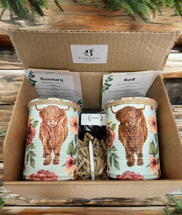 Highland Cow Kräutergarten-Geschenkset zum Selberziehen