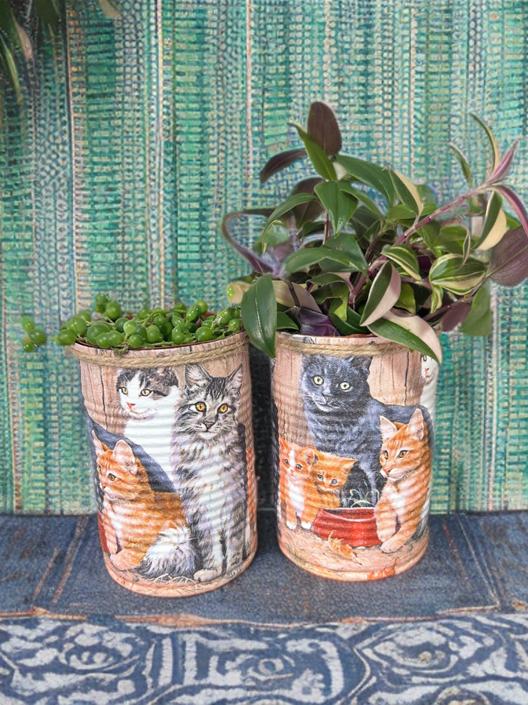 Tabby Cat & Kitten Grow Your Own Herb Garden Gift Set