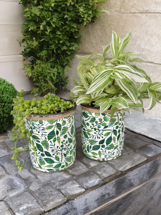 Eucalyptus Foliage Indoor House Plant Pot - 10cm