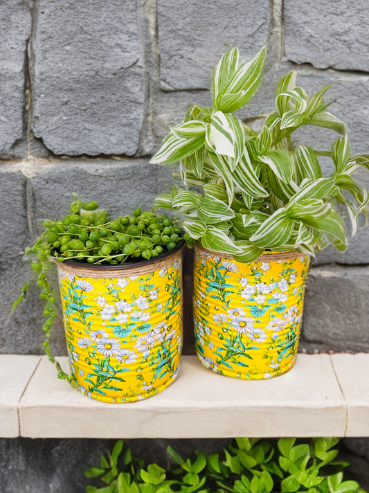 Yellow Daisy Bloom Indoor House Planter - 10cm