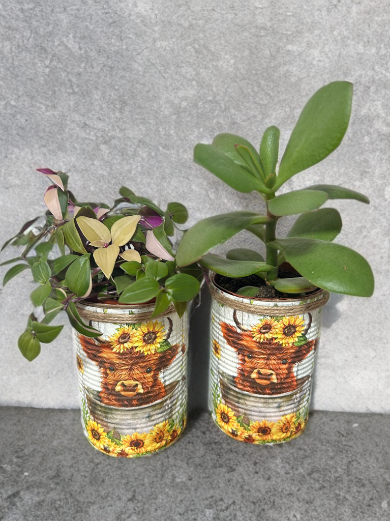 Highland Cow - Grow Your Own Herb Garden Gift Set