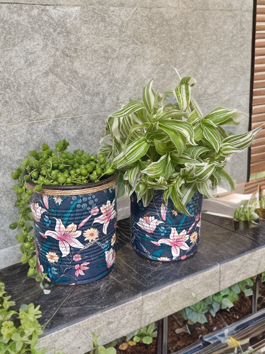 Navy Japanese Soft Pink Lily Indoor House Plant Pot - 10cm