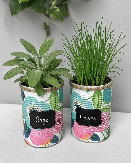 Anemone Blush Kräutergarten-Geschenkset zum Selbstanbauen